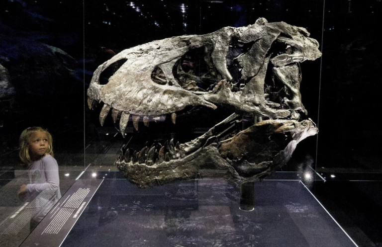 Le Tyrannosaurus rex n’a pas atteint sa taille maximale jusqu’à l’âge de 40 ans, selon une étude