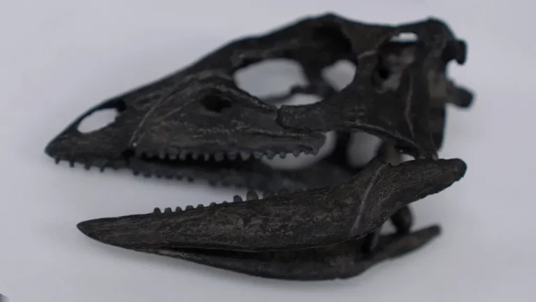 Des scientifiques découvrent un dinosaure de la taille d’un chien qui errait aux côtés de géants