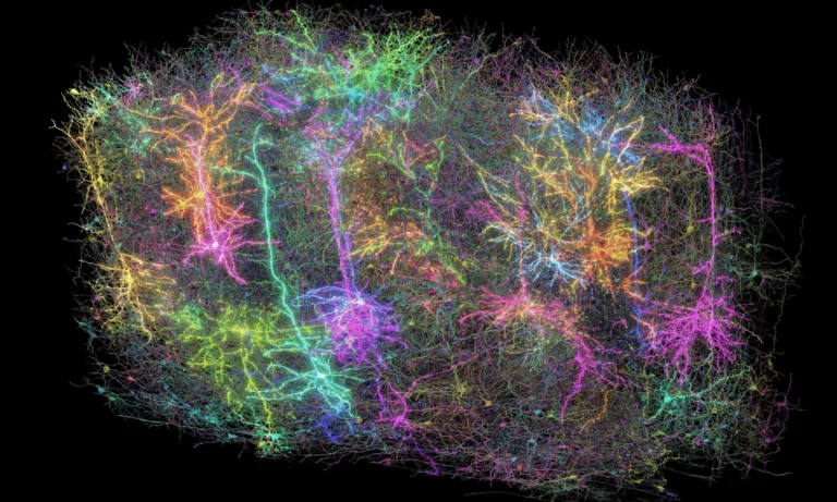Des scientifiques américains dévoilent une carte révolutionnaire des circuits cérébraux