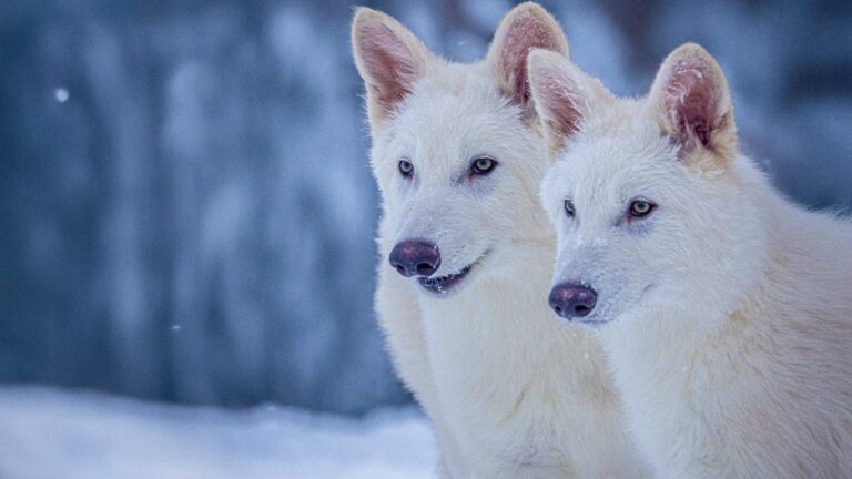 Société de biotechnologie fait renaître le loup géant éteint