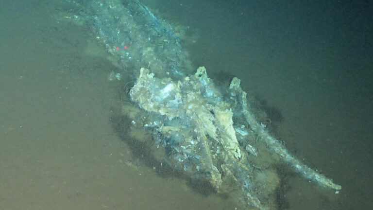 Le plus grand cimetière de baleines au monde découvert par un sous-marin chinois